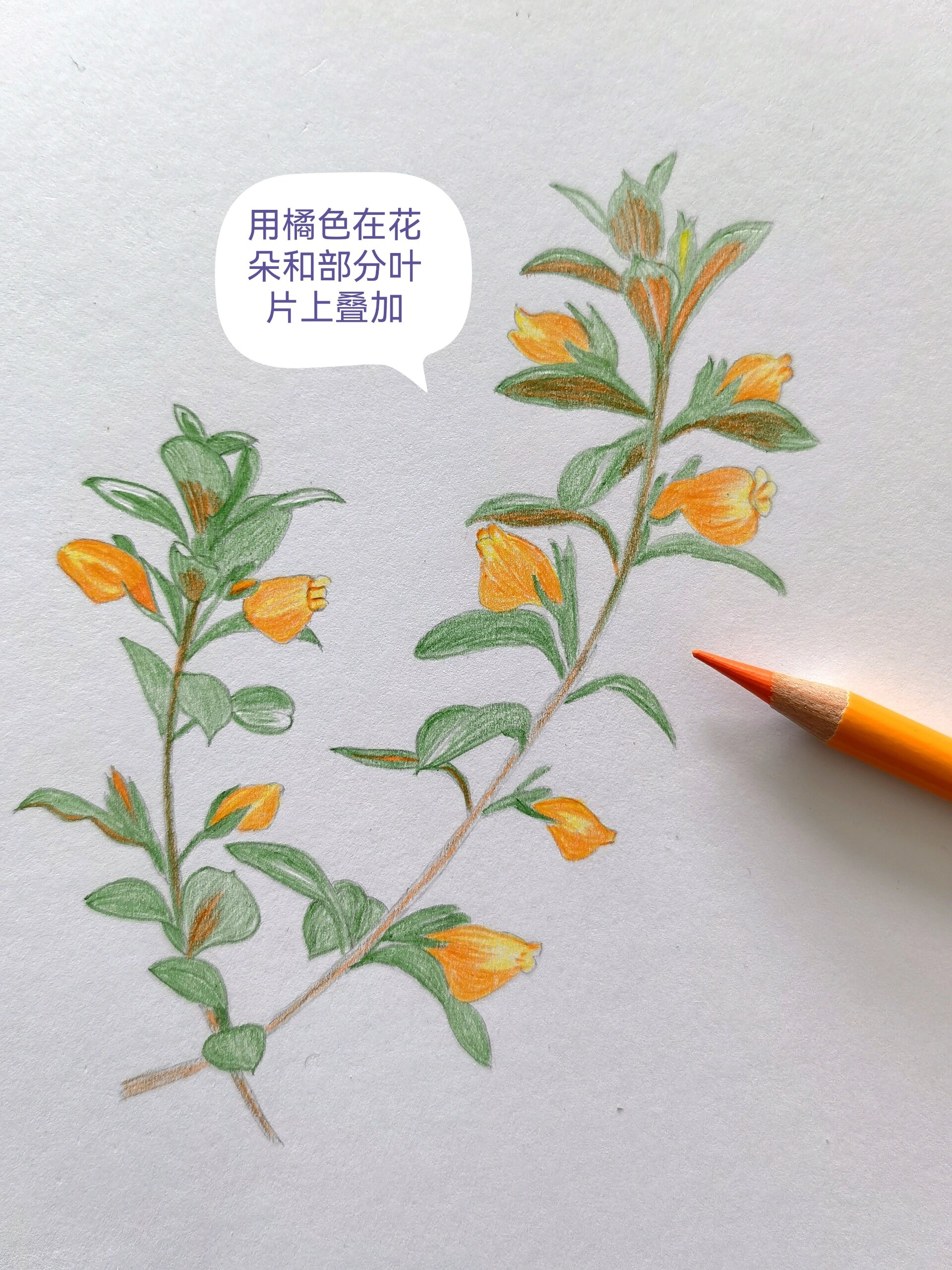 彩铅临摹 金鱼花