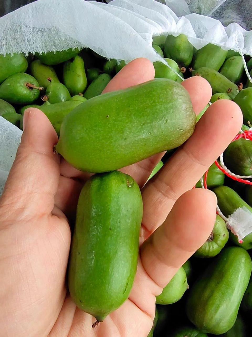 丹东特产 软枣猕猴桃07