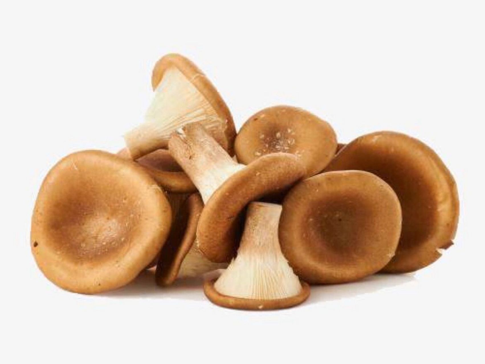 武陵山珍|蘑菇记～猪肚菌 大家都知道羊肚菌,那你们认识猪肚菌吗?