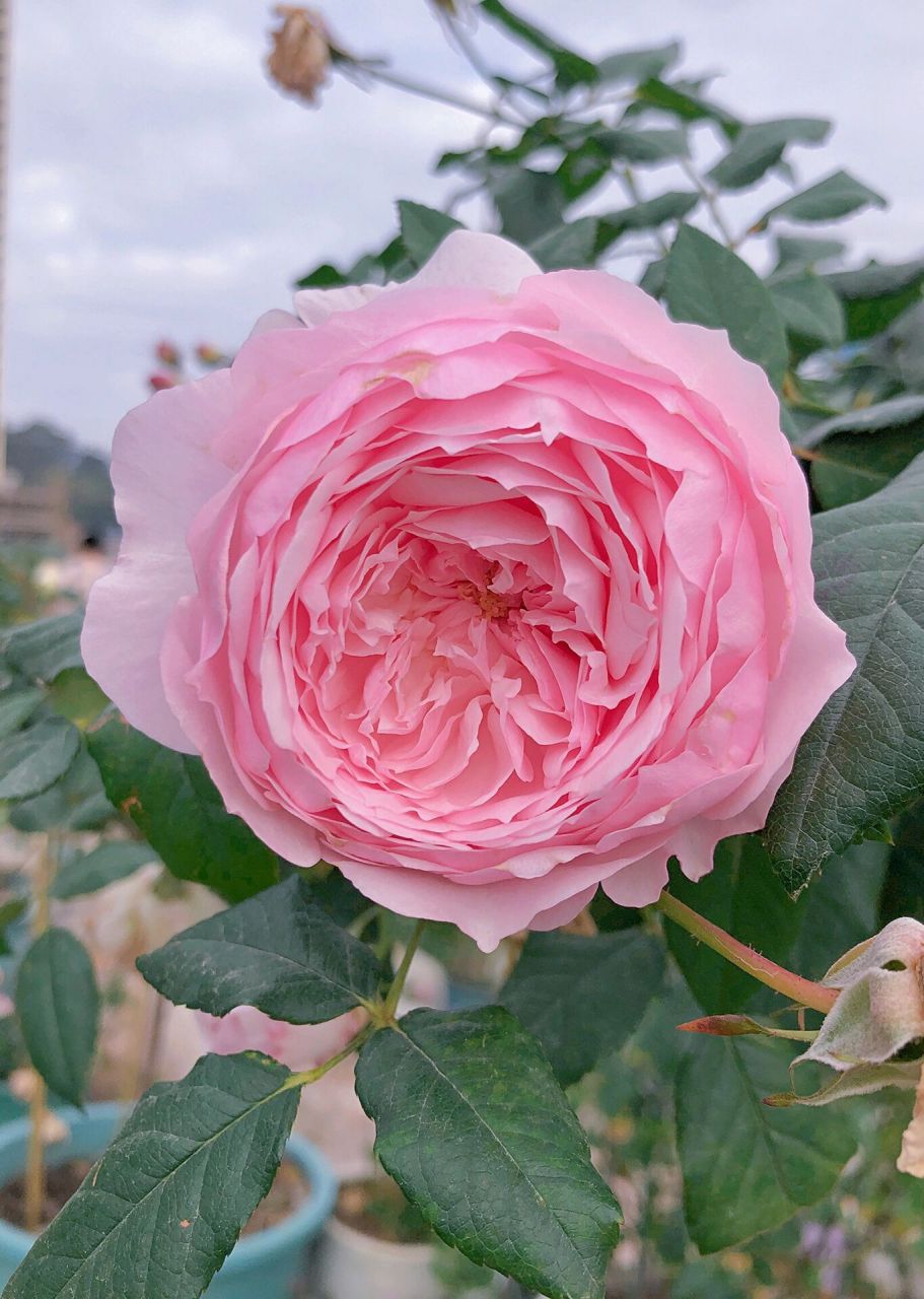 广西月季,美咲 开花机器