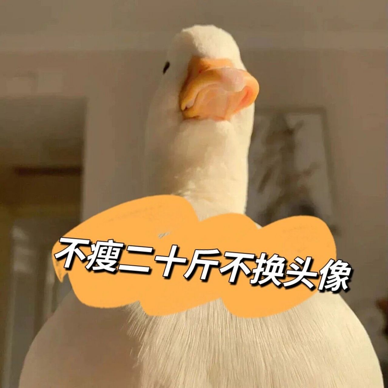 不瘦二十斤不换头像2 7315距离上次制定目标已经过去了大半年 定