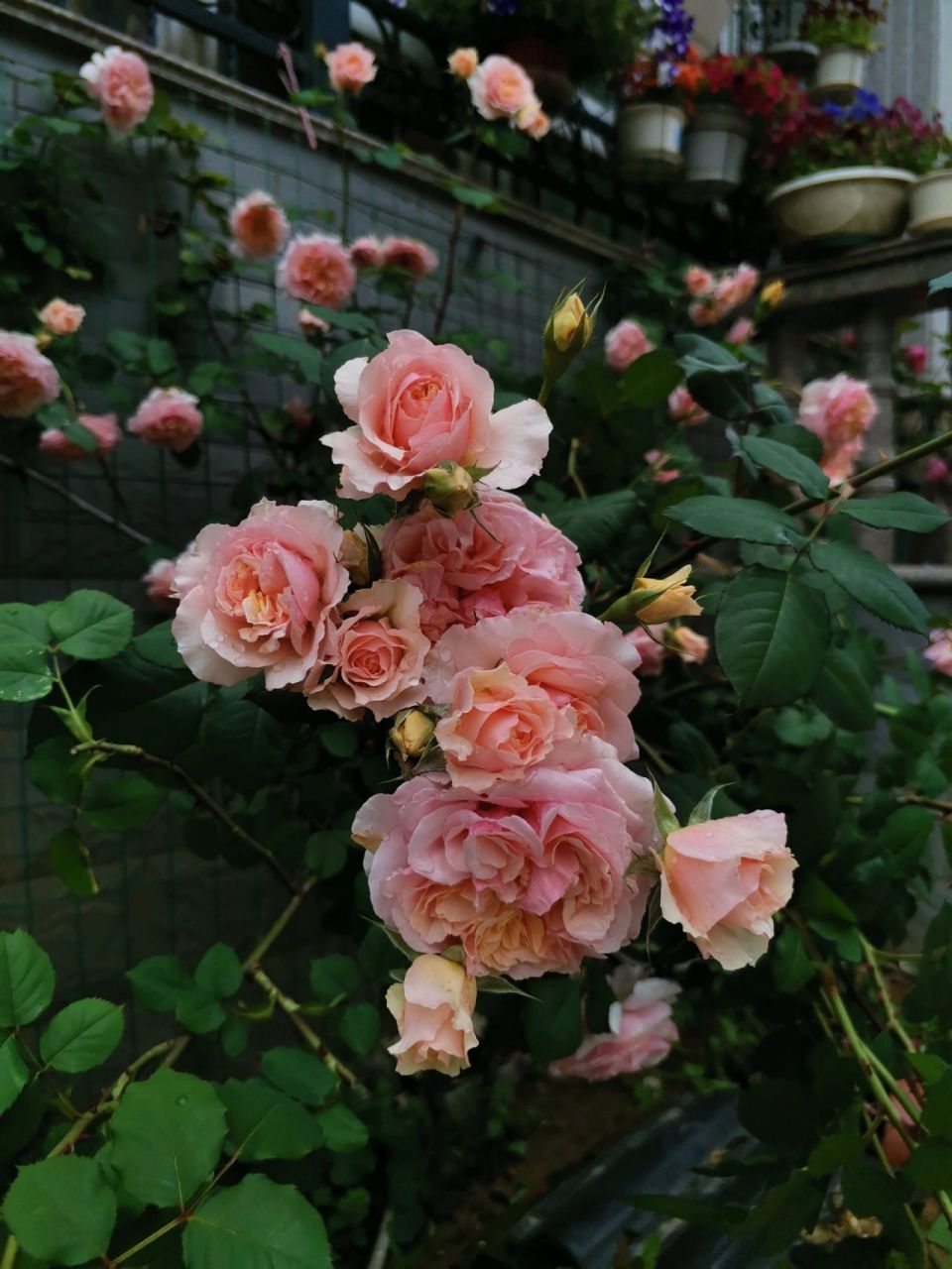 我的四十八颗月季之苏维尔西尼 塑料花,香,花期长,推荐入但是狼牙棒