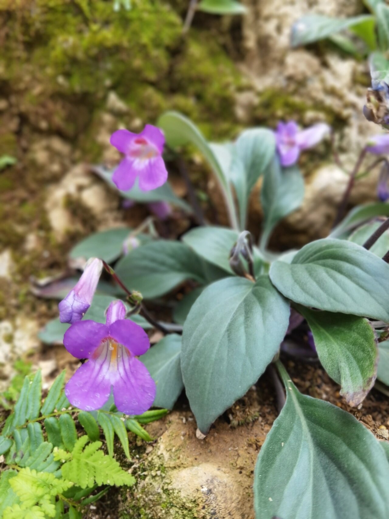 野生苦苣苔图片