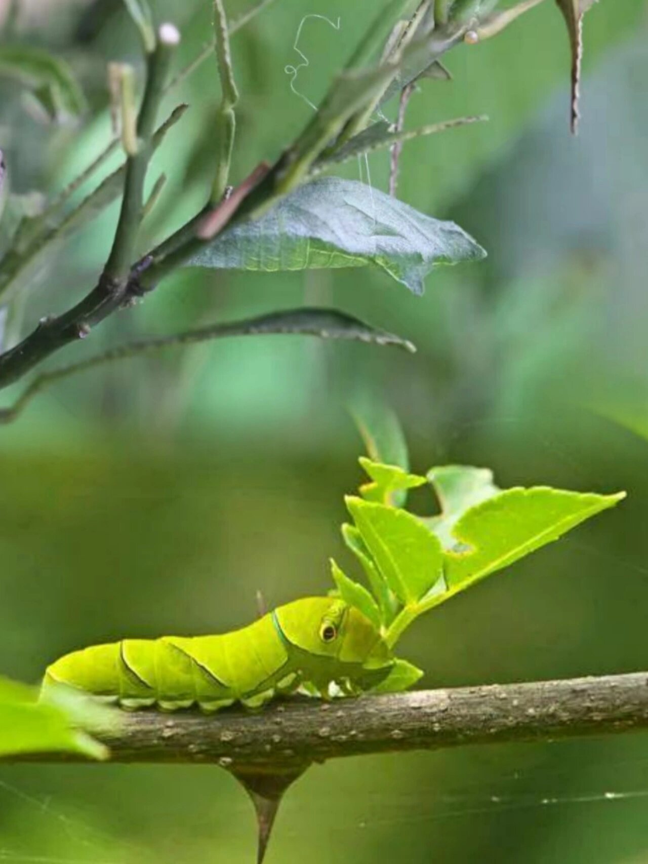 97"蝶变"计划|和孩子一起养蝴蝶吧03 如果要评选世界上最美丽的