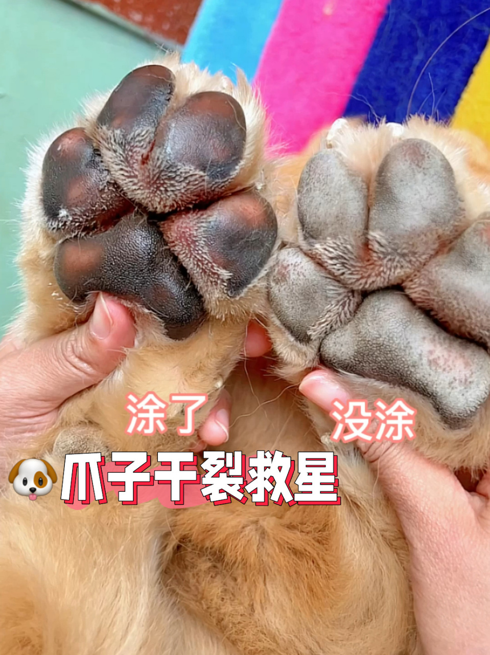 98爪子干裂的救星8275 狗狗的脚垫在保养方面常常不被注意,但