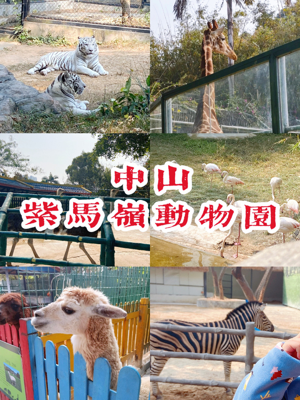 周末假期好去处好|中山紫马岭动物园 中山紫马岭动物园 周边游动物园