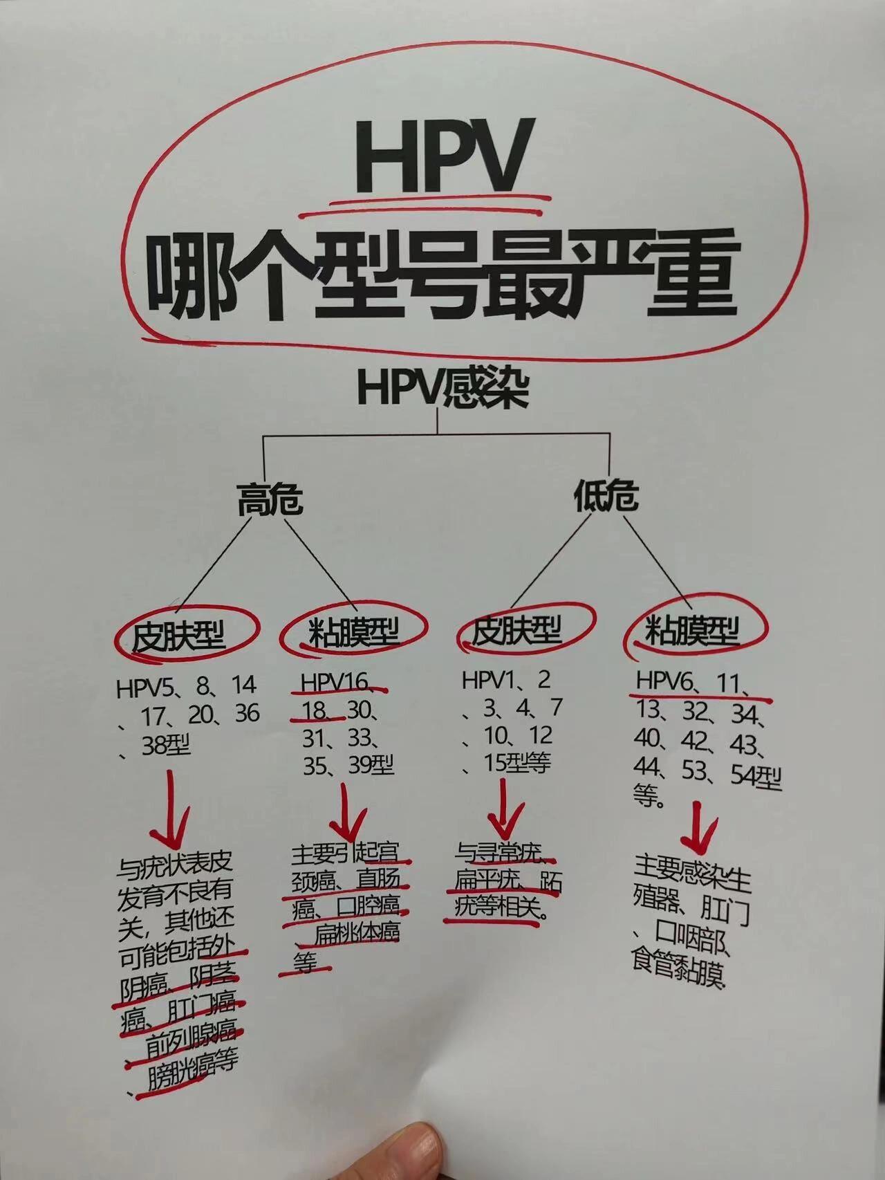 hpv型号科普i不同hpv型号引发疾病不同73 82hpv是人乳头瘤病毒