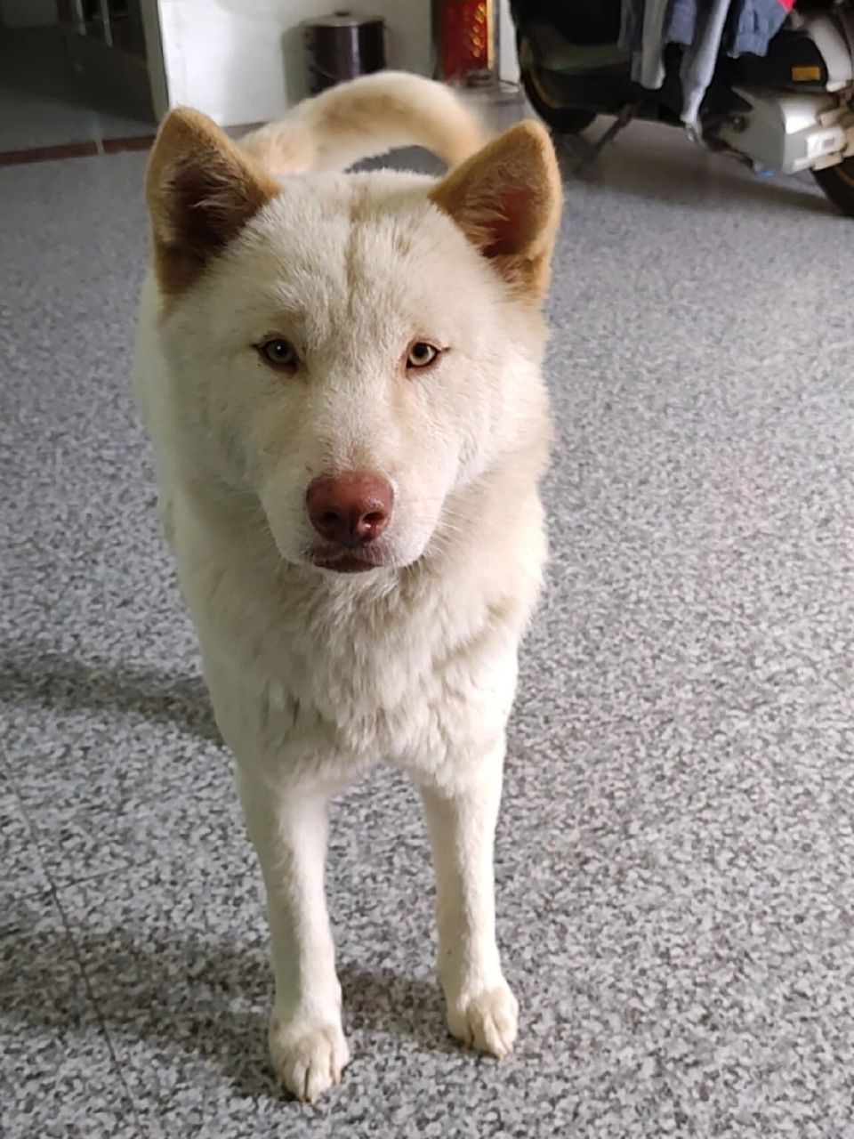 一只超级可爱的中华田园犬 狗狗名字叫皮皮,是一只拥有金色耳朵和金色