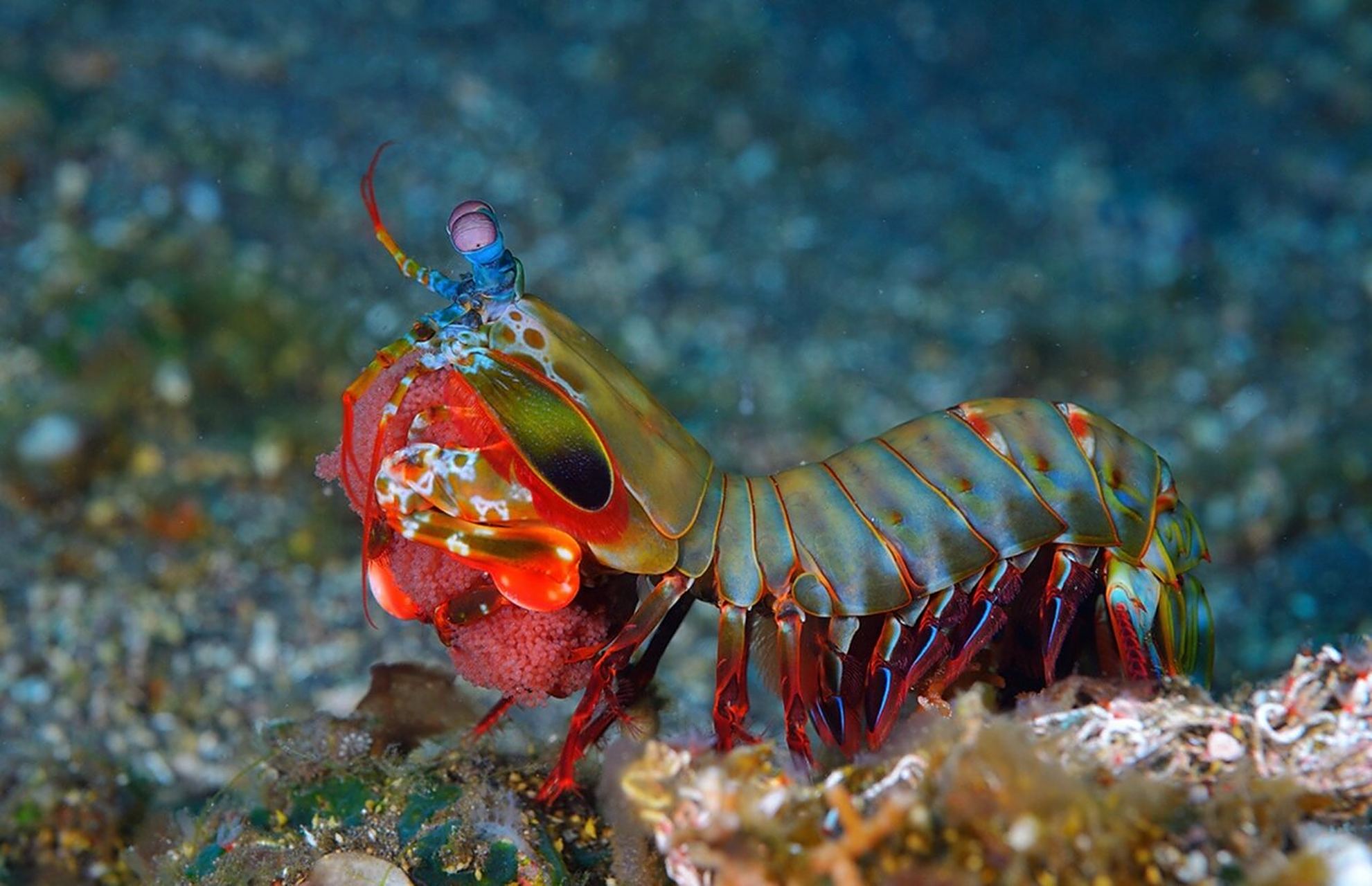 雀尾螳螂虾(七彩螳螂虾)