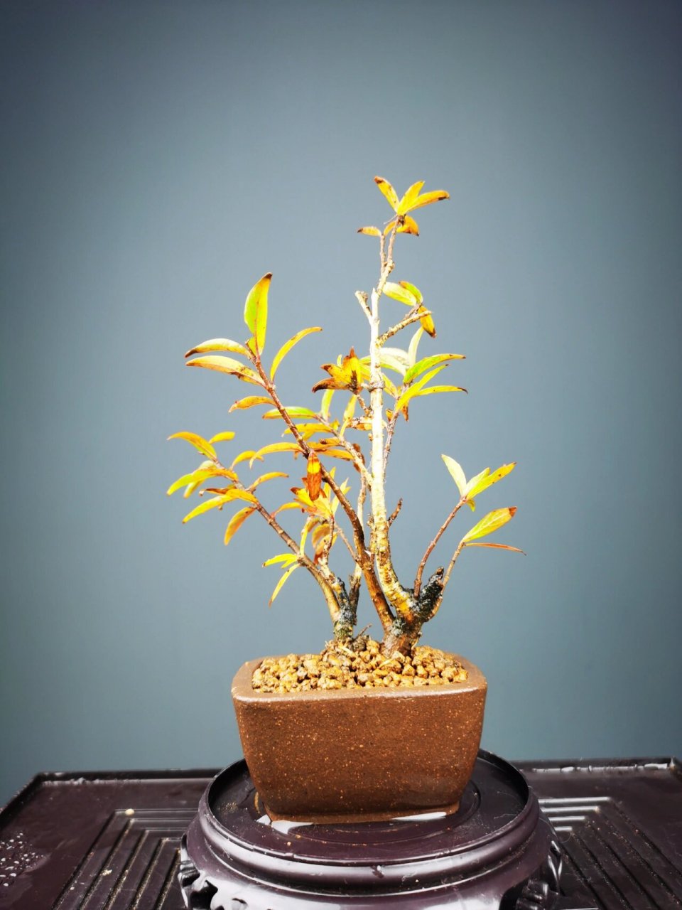 水杨梅真的是新手入门的首选 见水就能活 水培土培都可以 春天开花