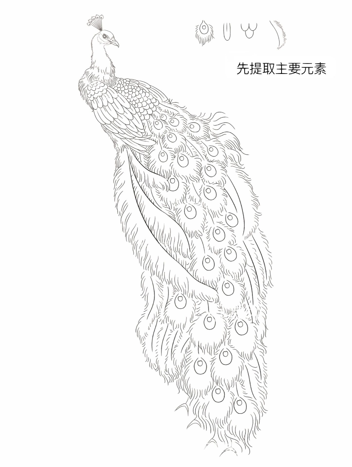 保姆级版画孔雀详细教程来啦!保证一看就会