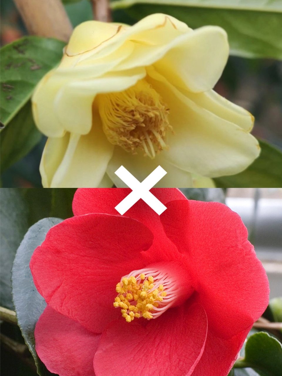 莲华 "黄莲华"山茶(camellia ki-renge )是我很喜欢的杂交茶花品种