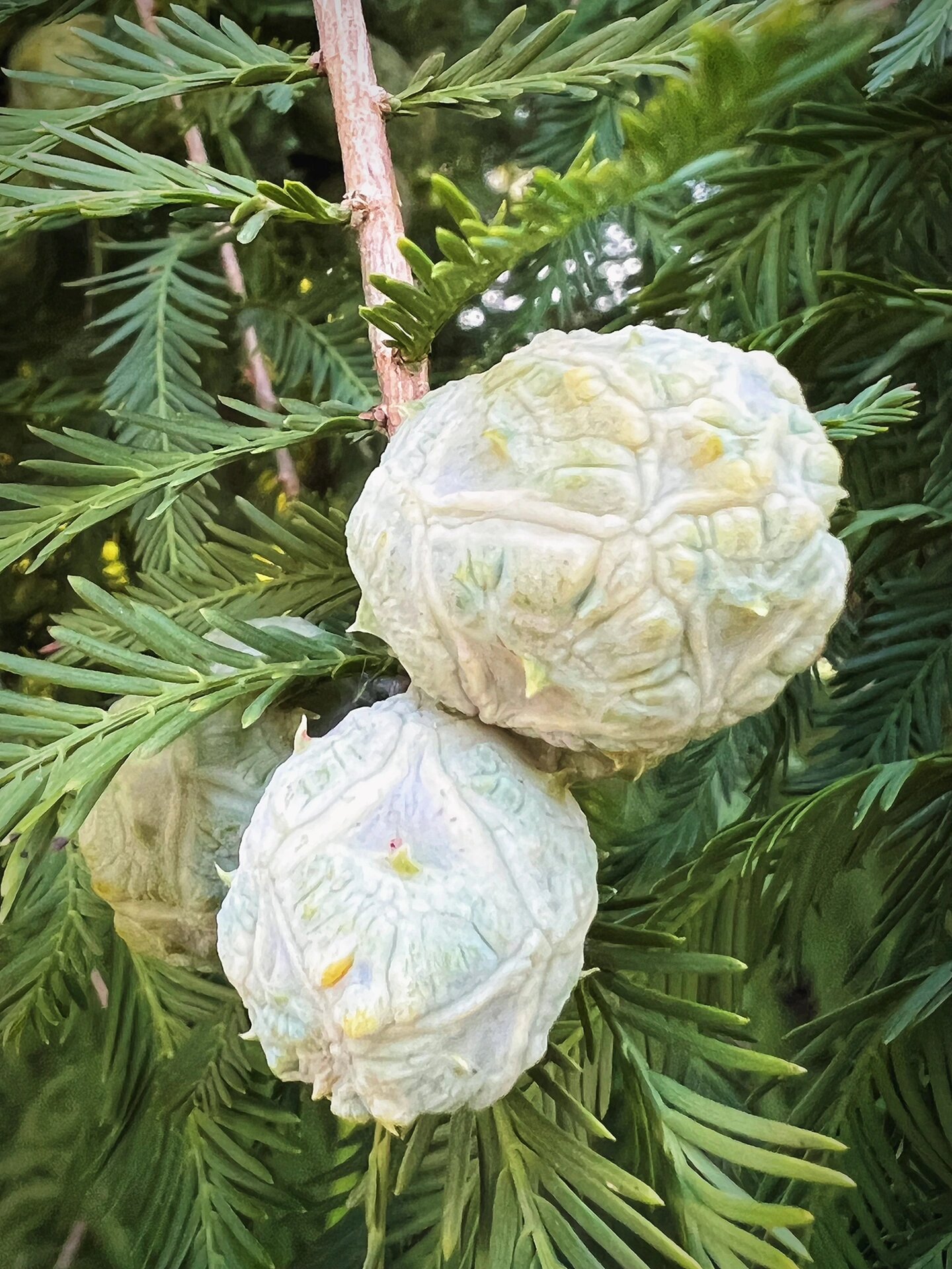 墨西哥落羽杉 满树的小果子 墨西哥落羽杉 满树的小果子