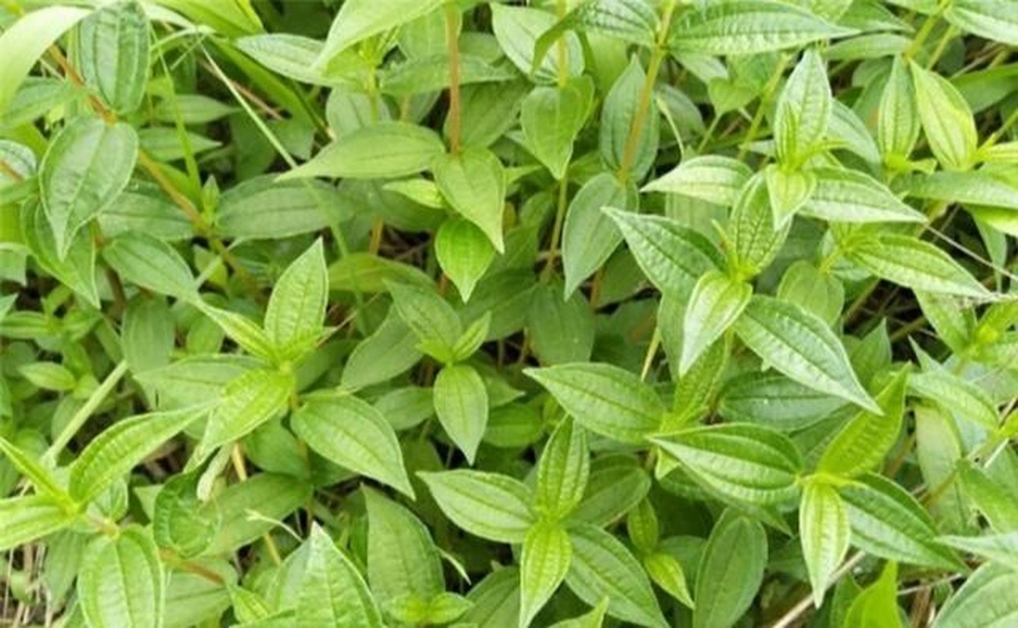 糯米藤治病痔疮偏方 老家家喻户晓的土偏方,糯米藤 和 黄毛猪的肉做