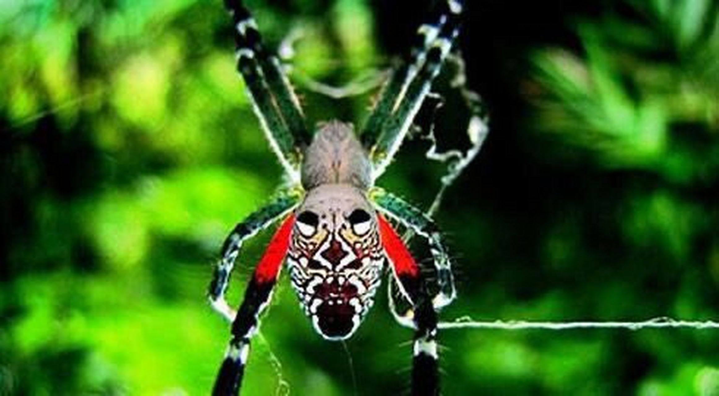 最可爱了蜘蛛| 笑脸蜘蛛 97笑脸蜘蛛是美国夏威夷群岛上一种特有的