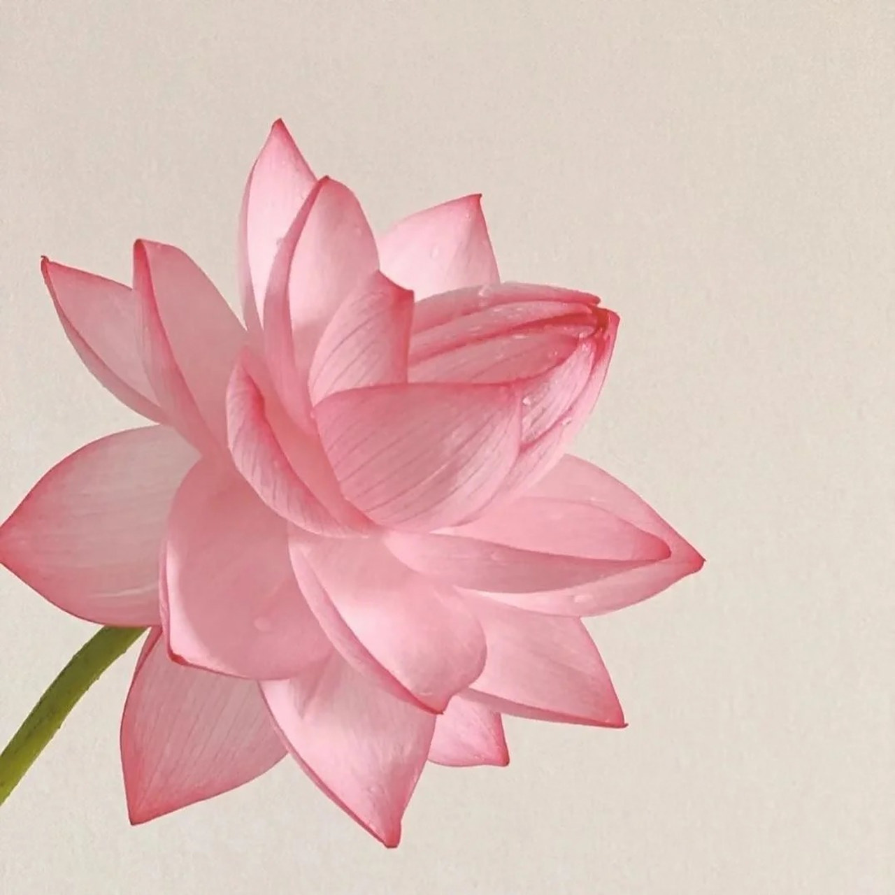 哪种花做微信头像最好 真的理解妈妈为什么爱用莲花做头像~  一念心