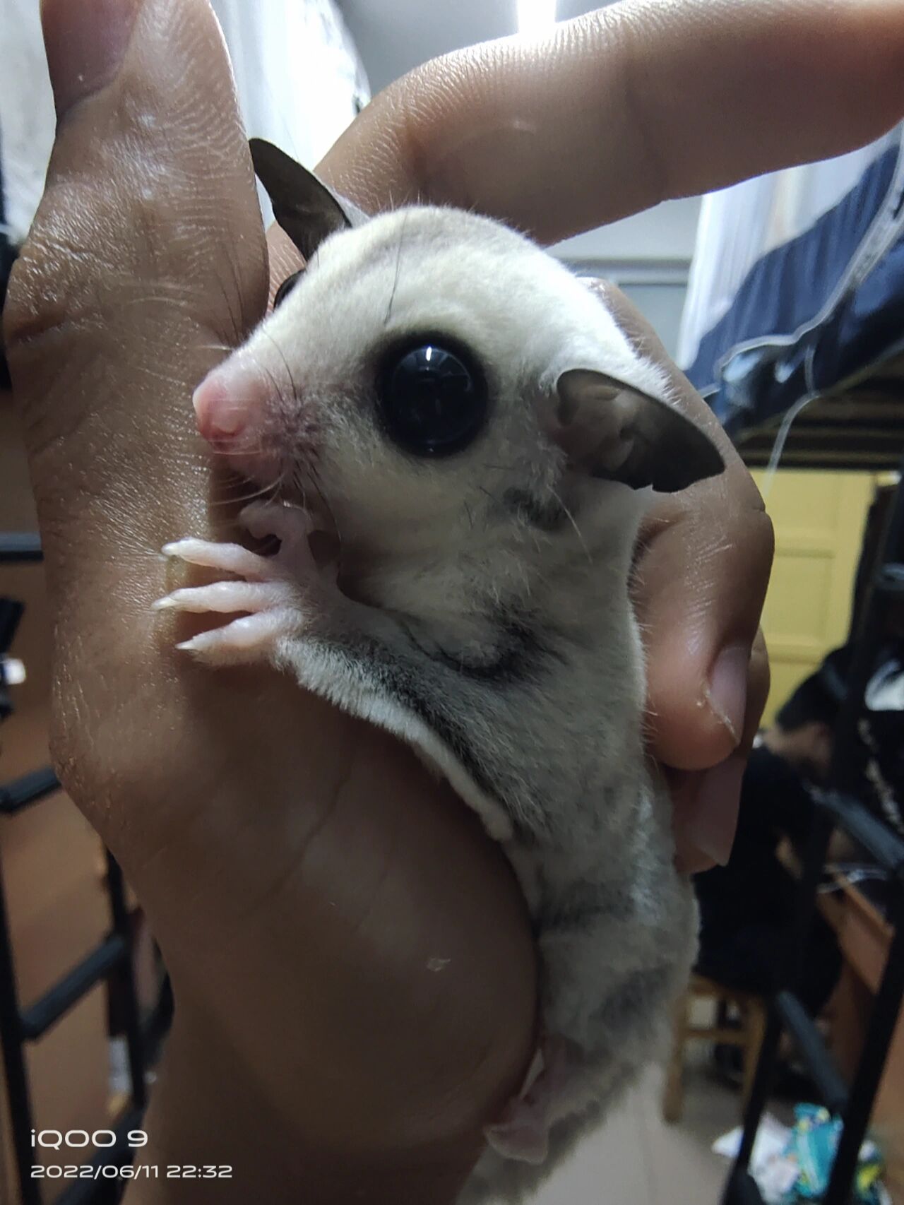 蜜袋鼯养成日记② 7*蜜袋鼯的价格参考(雌性)(雄性不建议饲养所以不放