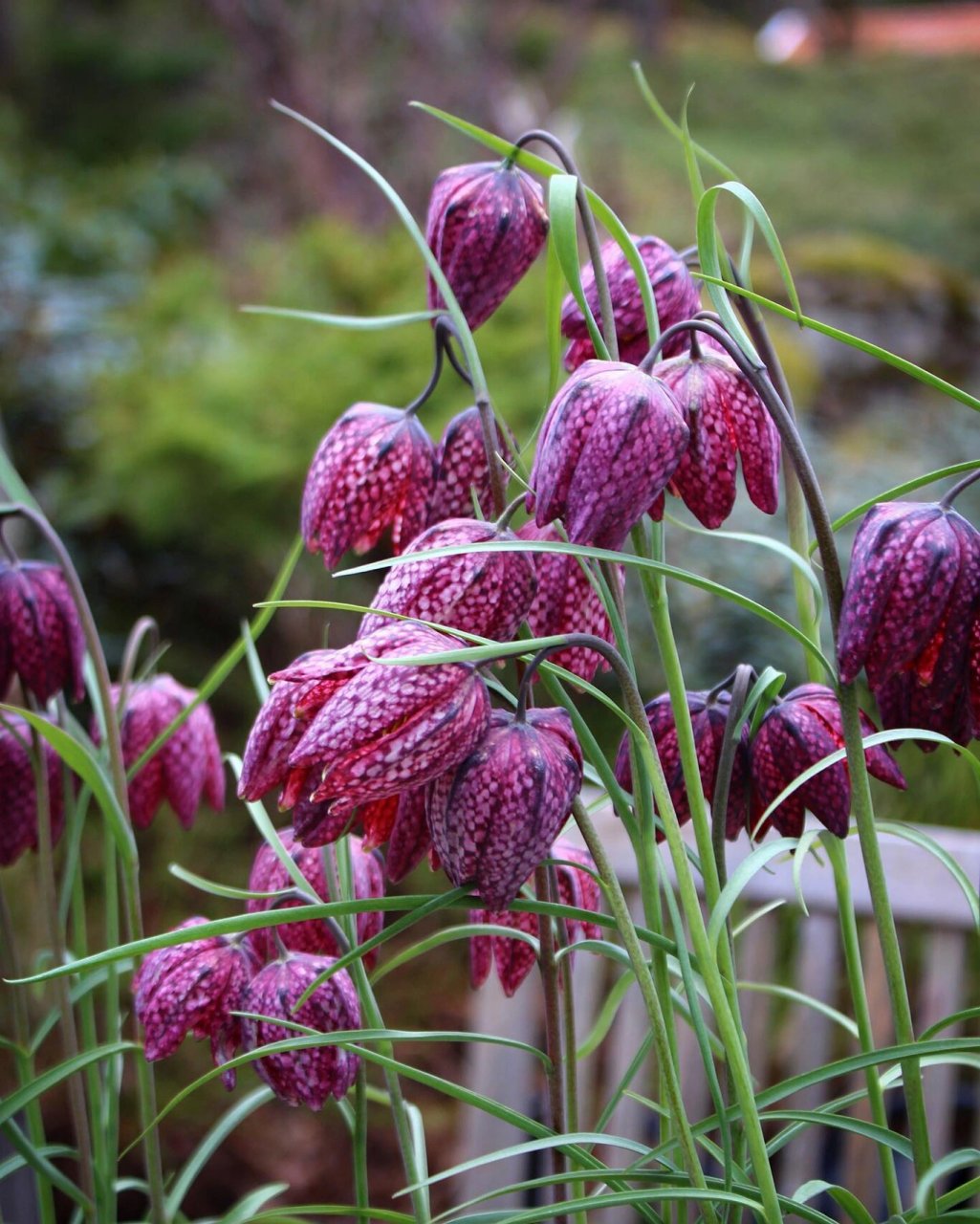认识鲜花 | 川贝fritillaria 川贝母(学名:fritillaria cirrhosa d.