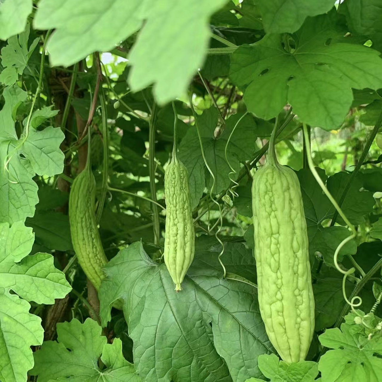 苦瓜虽苦,却营养丰富,值得品尝.