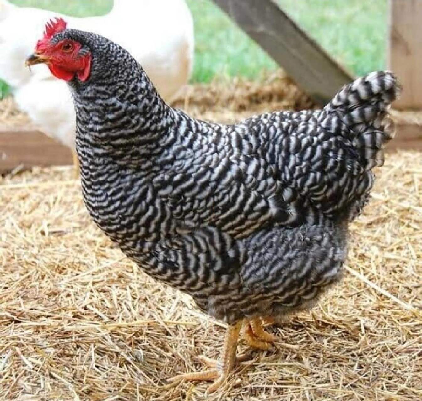 芦花鸡 rock 芦花鸡rock,由于肉质鲜美,全球拍前几名,知名度极高.