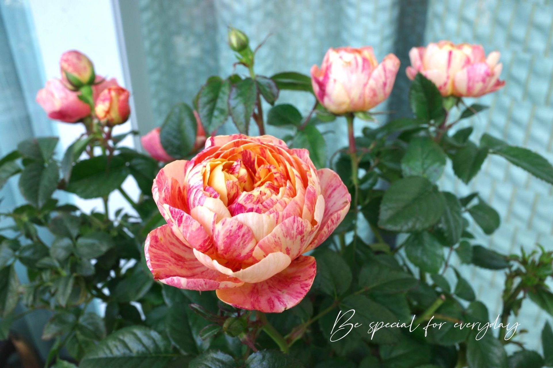 【月季日记】果汁飞溅—不稳定的小可爱 果汁飞溅群开了 好好看,像一