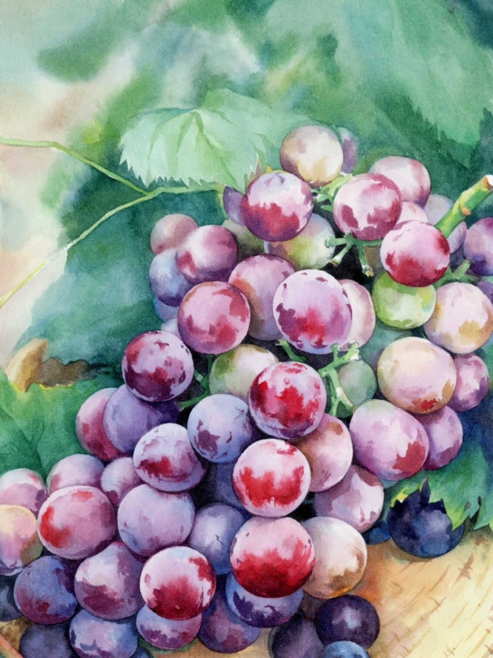 慢慢水彩61紫色葡萄(附步骤图) 又画了一张紫色的葡萄 用时一天半