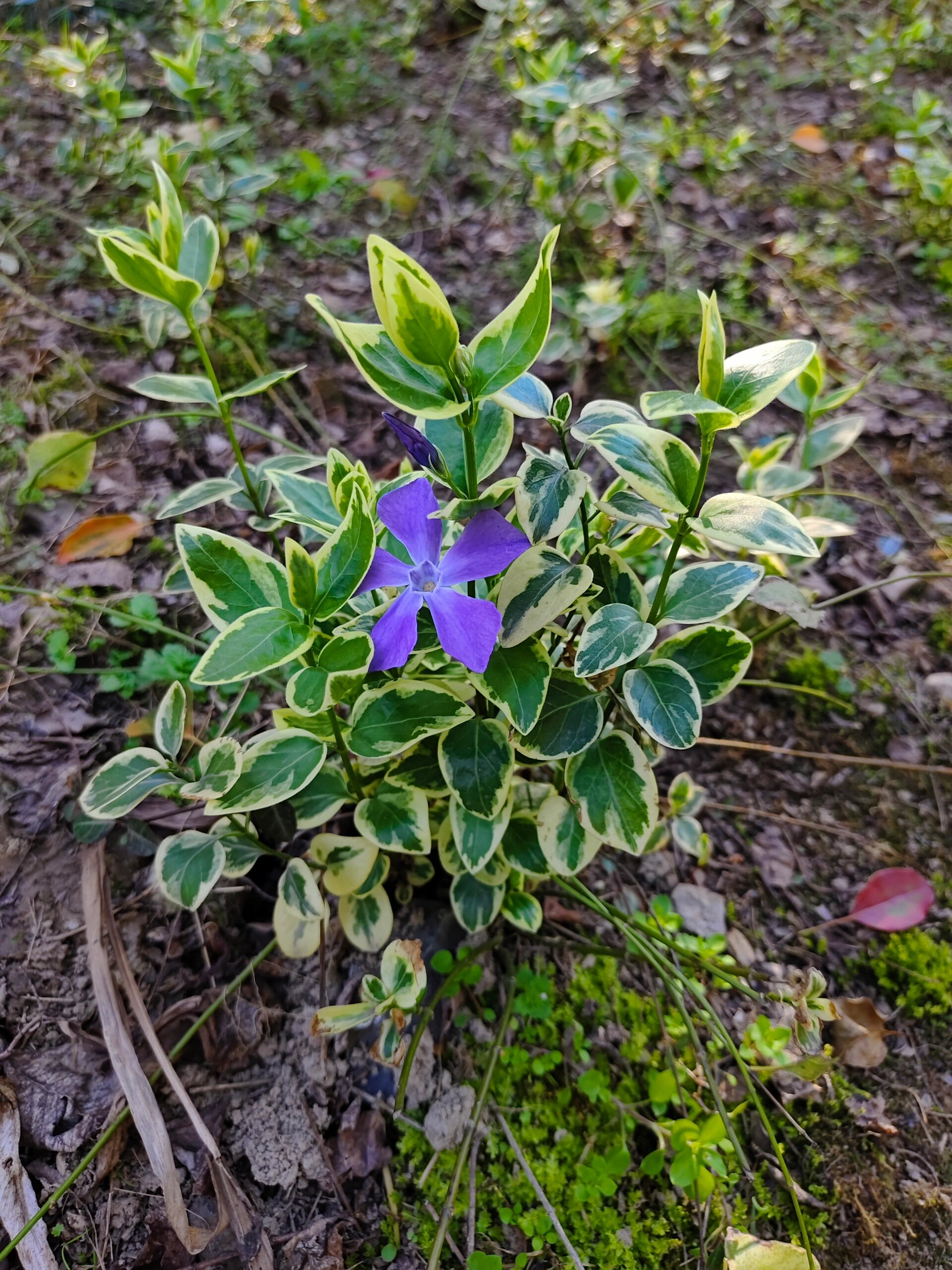 花叶蔓长春花期图片