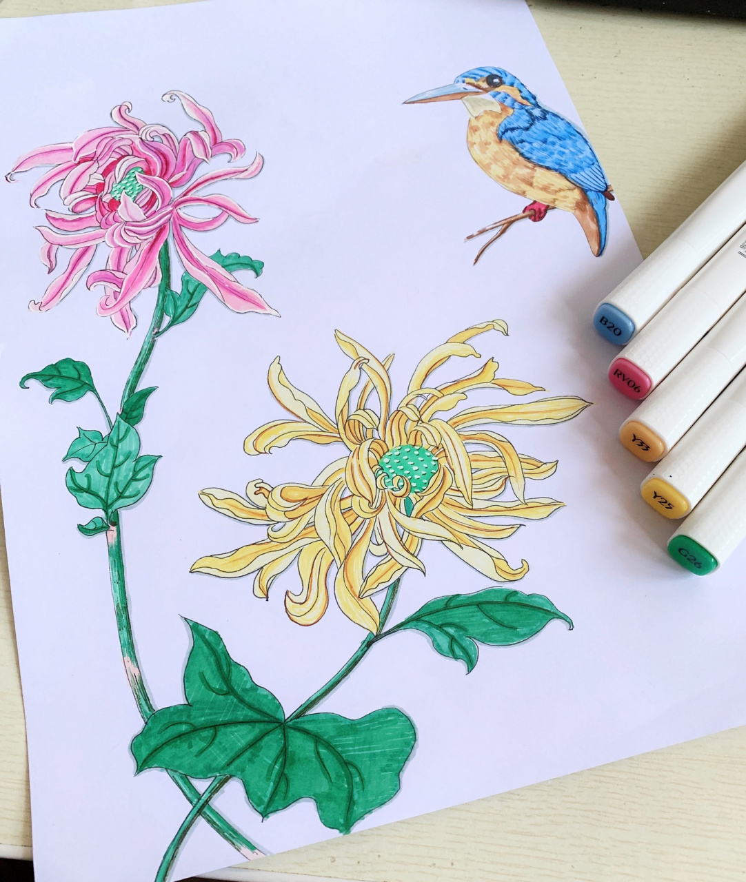 国风菊花与翠鸟手绘马克笔画手抄报 菊花与翠鸟 图26615上色图