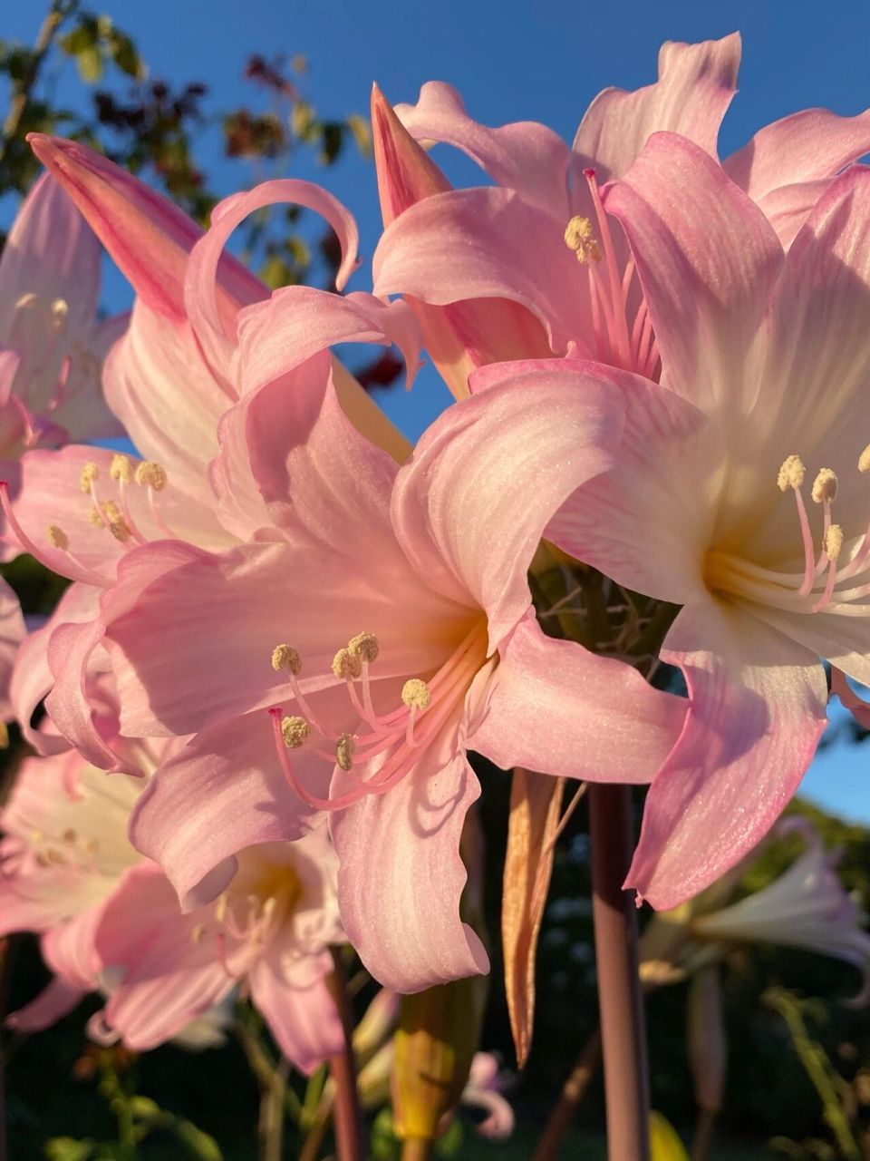 南非孤挺花 南非孤挺花 学名:amaryllis belladonna 英文俗称:jersey