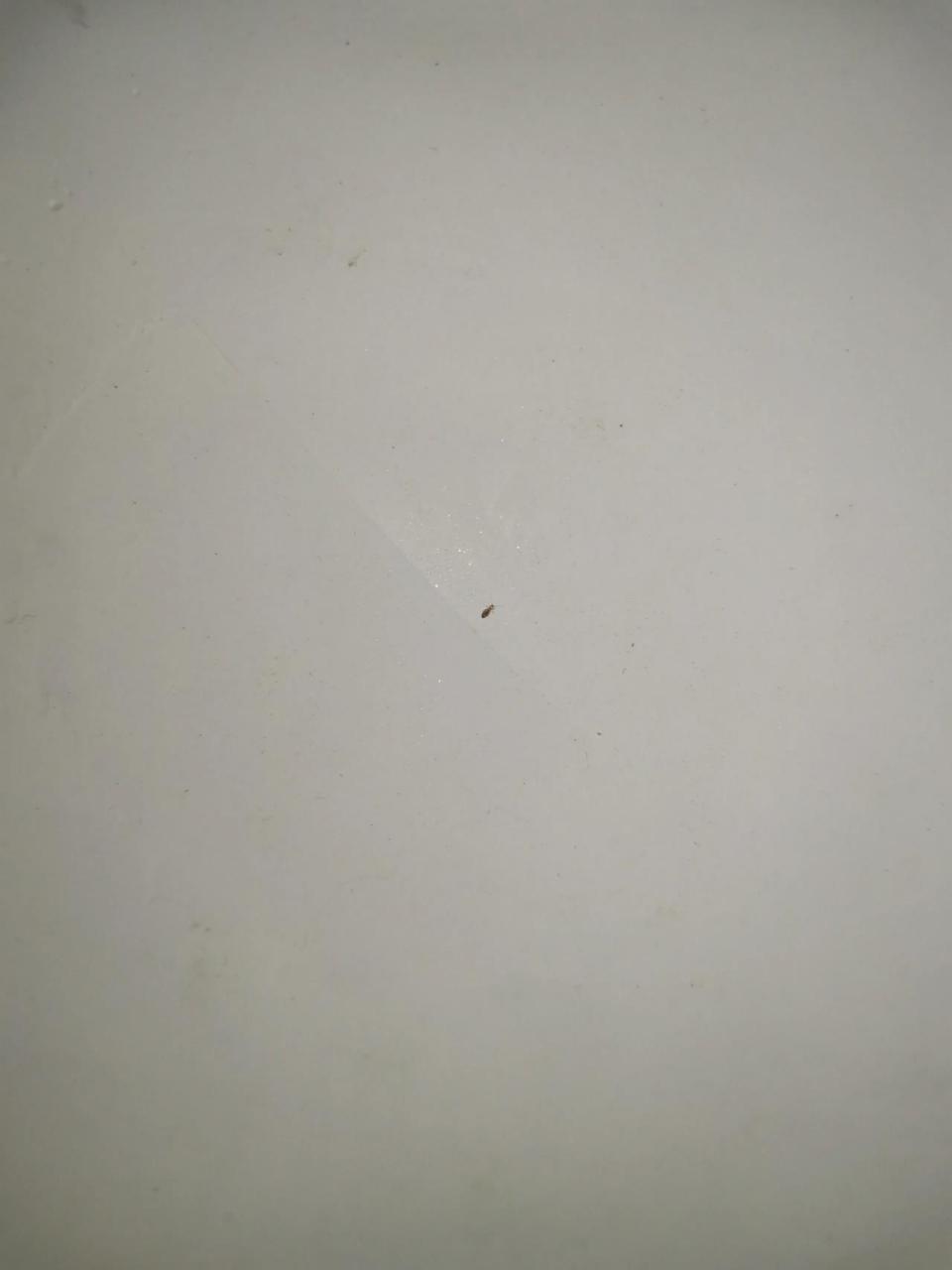 墙上有爬的小虫子怎么办 家里墙上有这种小虫子怎么办?