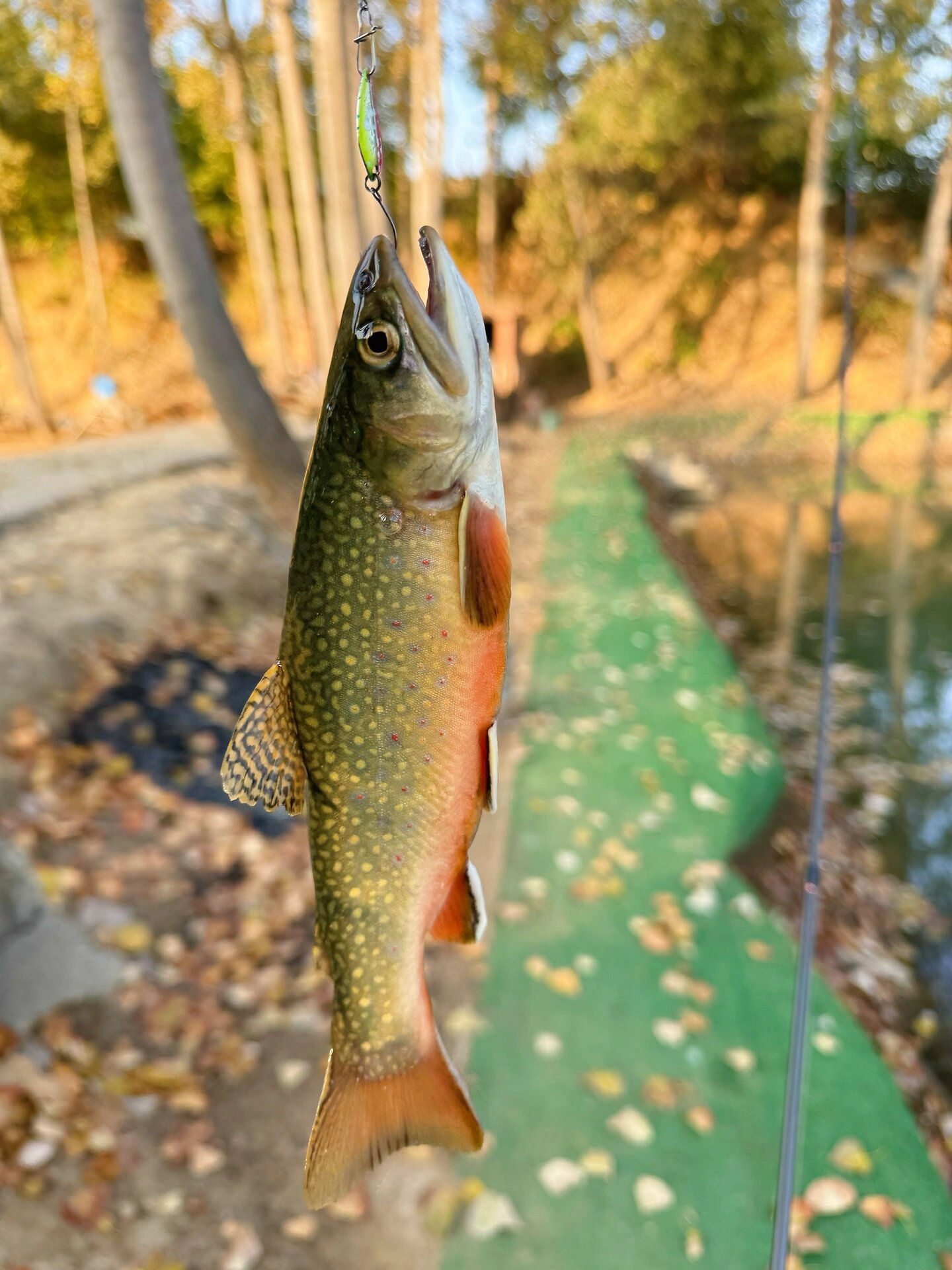 在路通达实现了七彩鲑自由