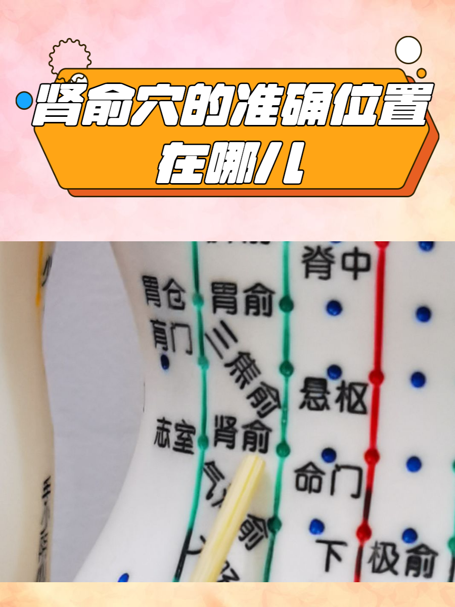 肾俞穴位于人体的背部,第2至第3腰椎棘突之间,旁开1