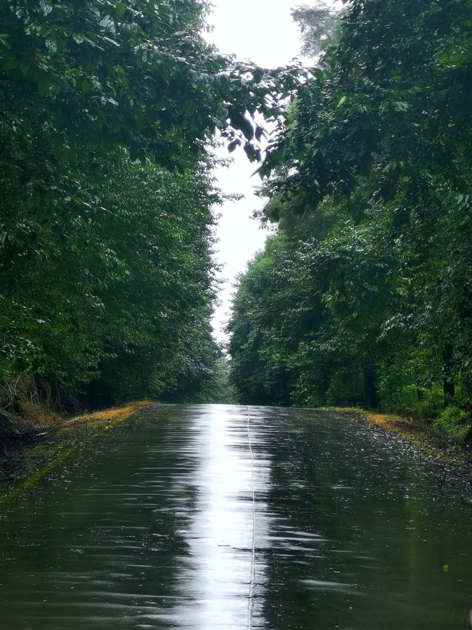 总要去趟腾冲吧# 【斜风细雨不须归,领略云南腾冲雨中乡村之美】雨季