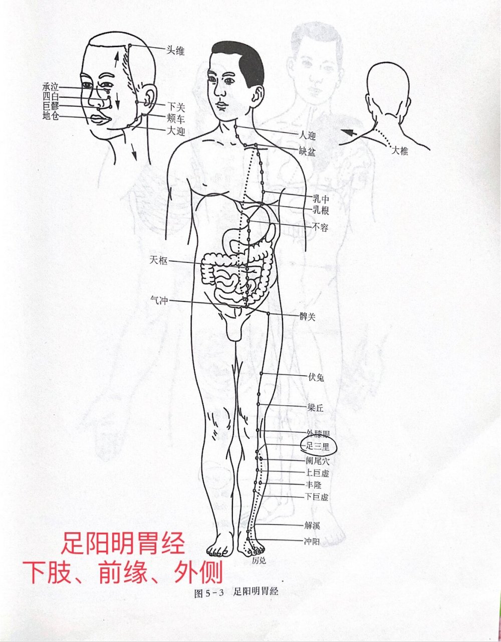 足阳明胃经络脉循行图图片