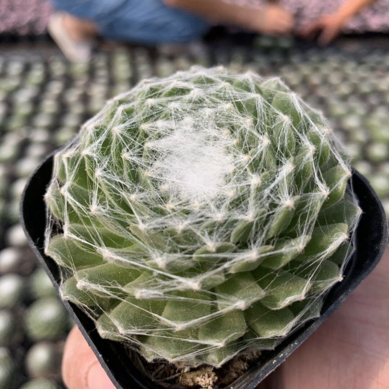 每天认识多一款肉肉9778|蛛丝卷绢| 名称:蛛丝卷绢 分类:景天科