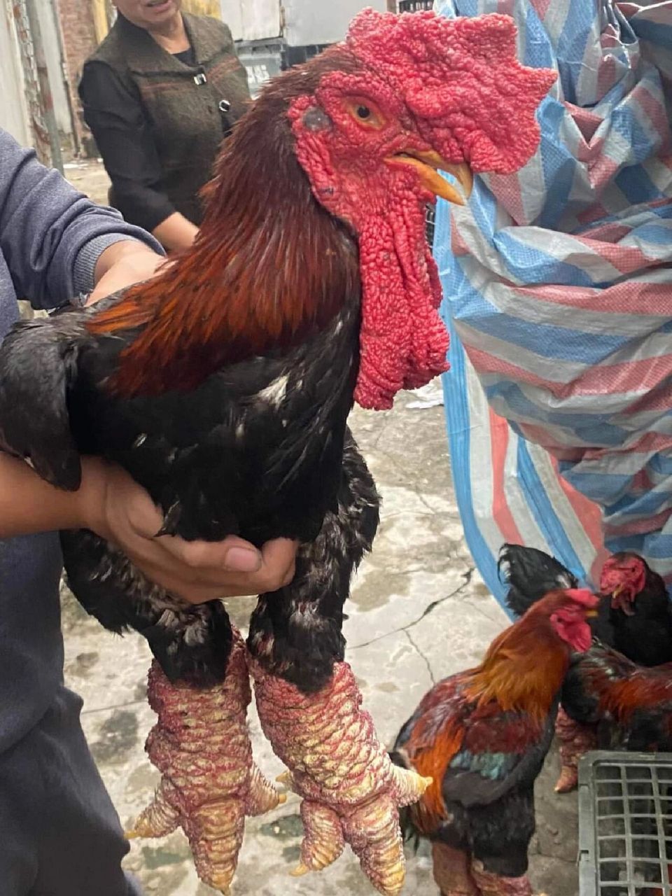 越南大脚鸡94 越南东涛鸡 越南东涛鸡(dong tao)的腿就是这么怪异