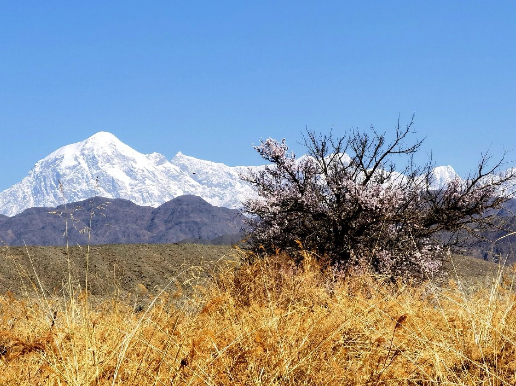 天山神木园 天山神木园位于天山南麓,温宿县北60公里处.
