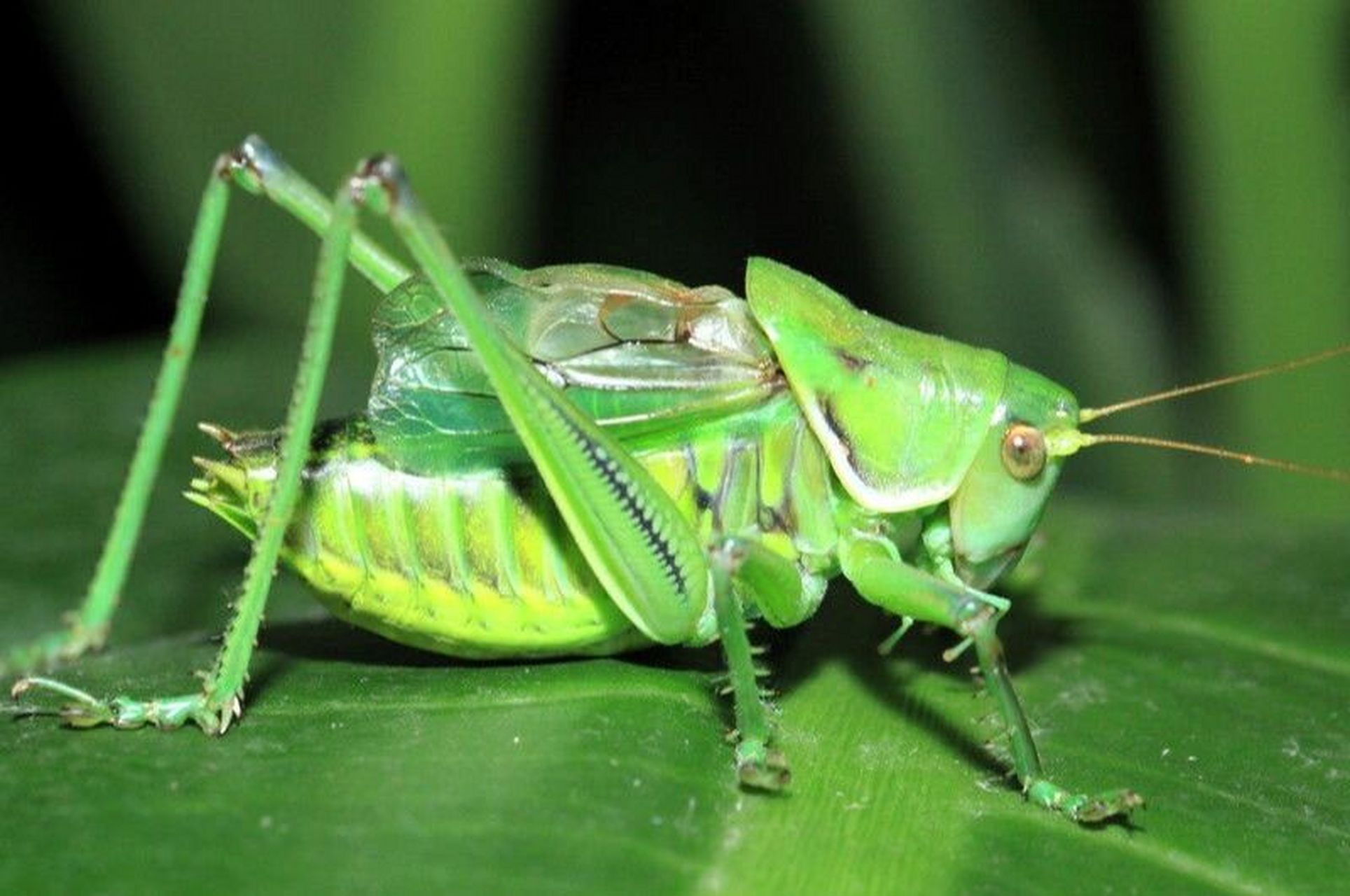 北方叫蚰子,学名叫蝈蝈05.