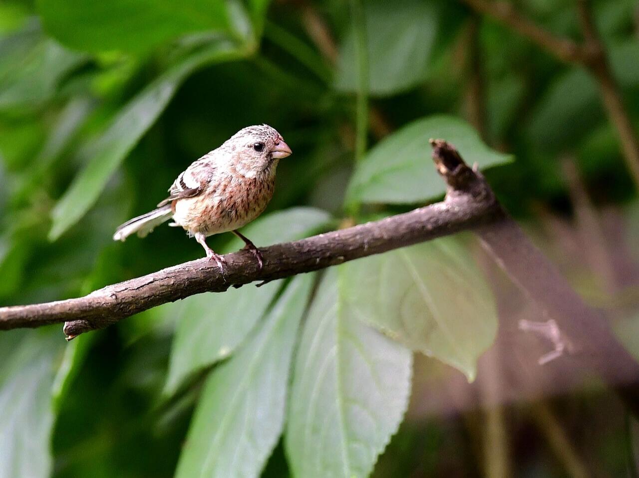 长尾朱雀 长尾朱雀也叫长尾雀,在《中国鸟类野外手册》编号1264(学名