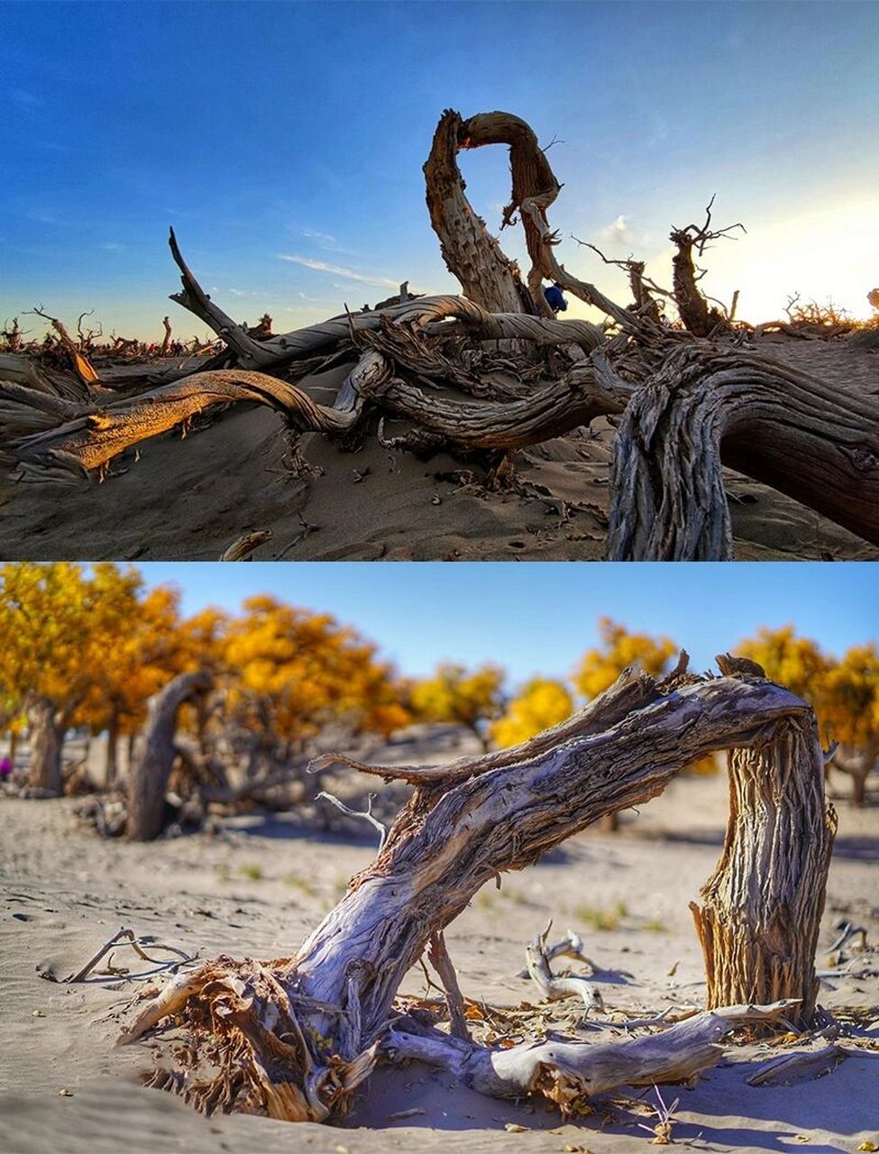 93金秋十月,带你看尽不同风景,金黄的胡杨林和敦煌莫高窟进行梦幻