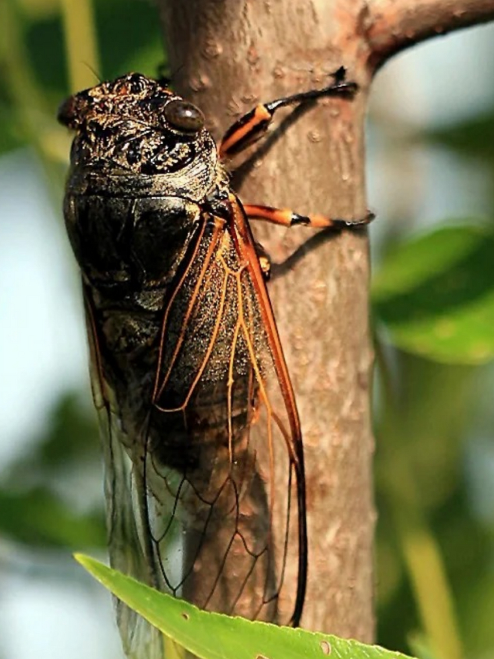 每当夏日炎炎,蝉鸣声此起彼伏,为大地带来无尽的生机与活力