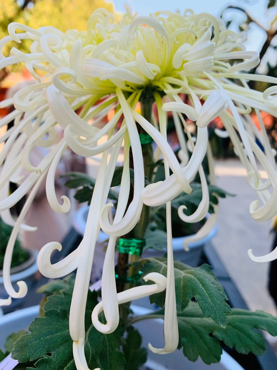 故宫菊花展!各种种类的菊花,每一株都有一个大方儒雅的名字!