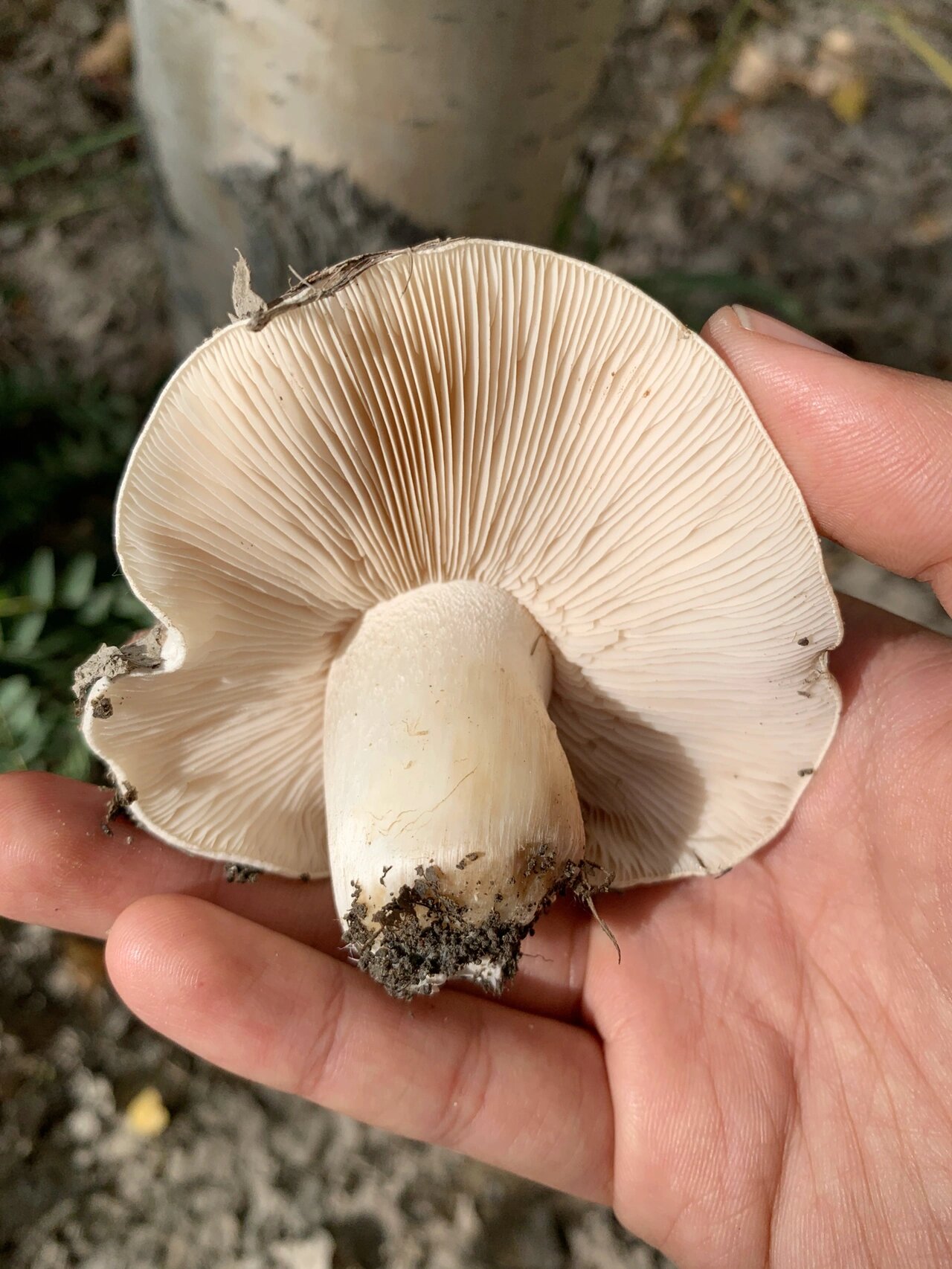 我家的杨树林,都会有采不完的蘑菇 查了一下,这种蘑菇只有杨树林下才