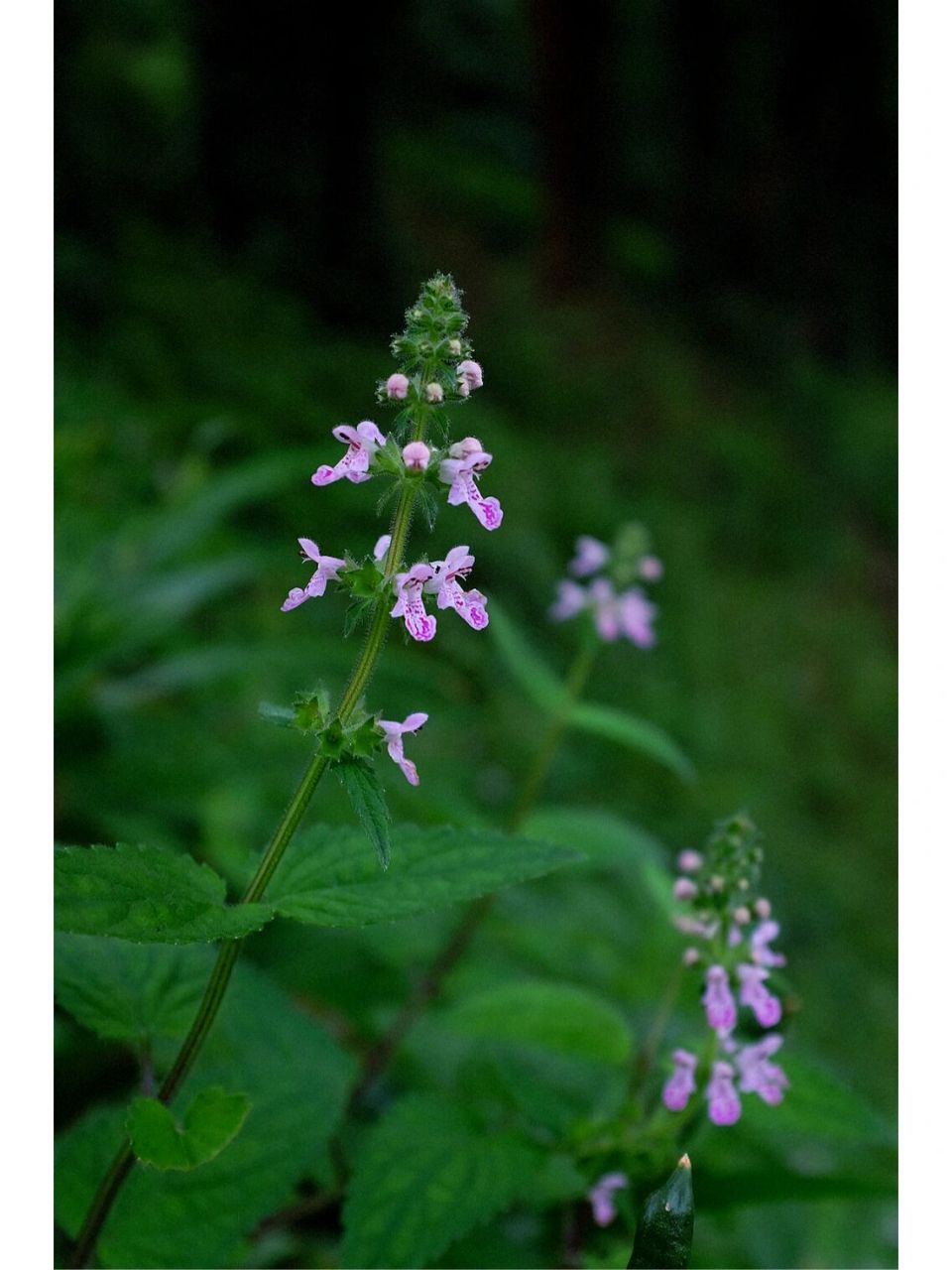 为唇形科水苏属植物地蚕stachys geobombycis c. y. wu的块茎.