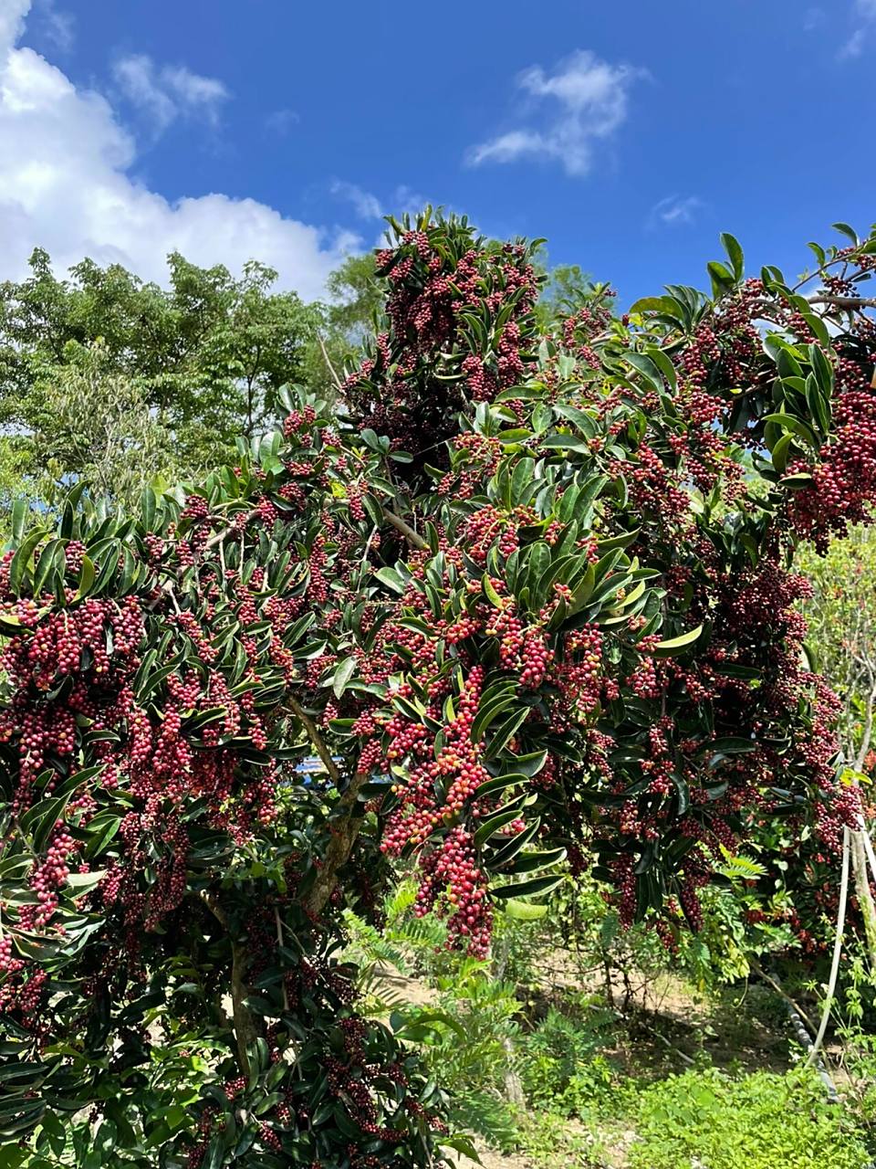 到底是不是五味子? 子