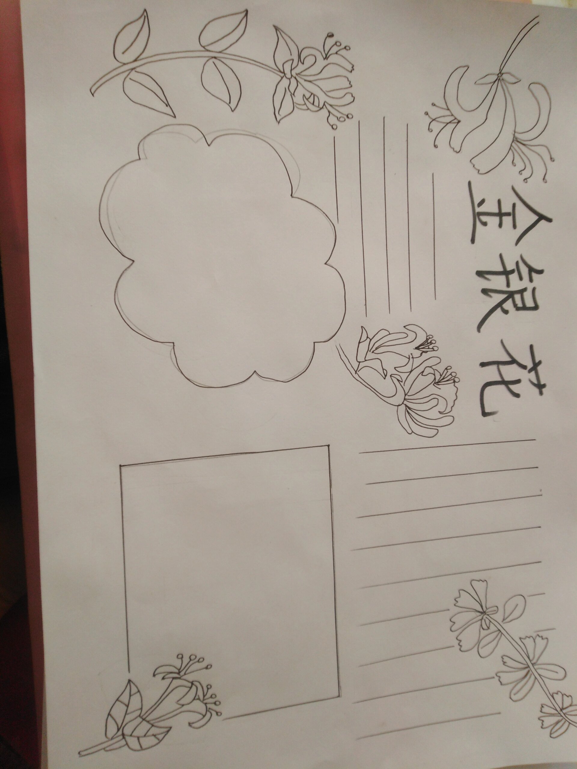 说是我们学校金银花开了,让画一篇关于金银花的手抄报,我也找了,网上