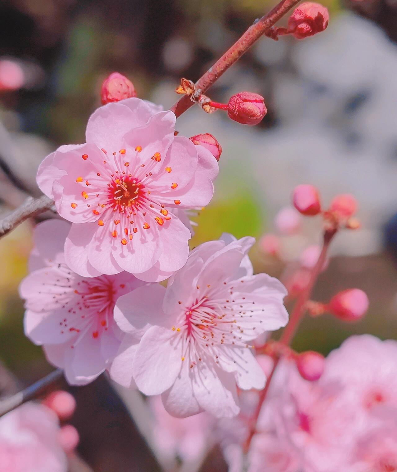 用桃花当头像真的会变幸运哎