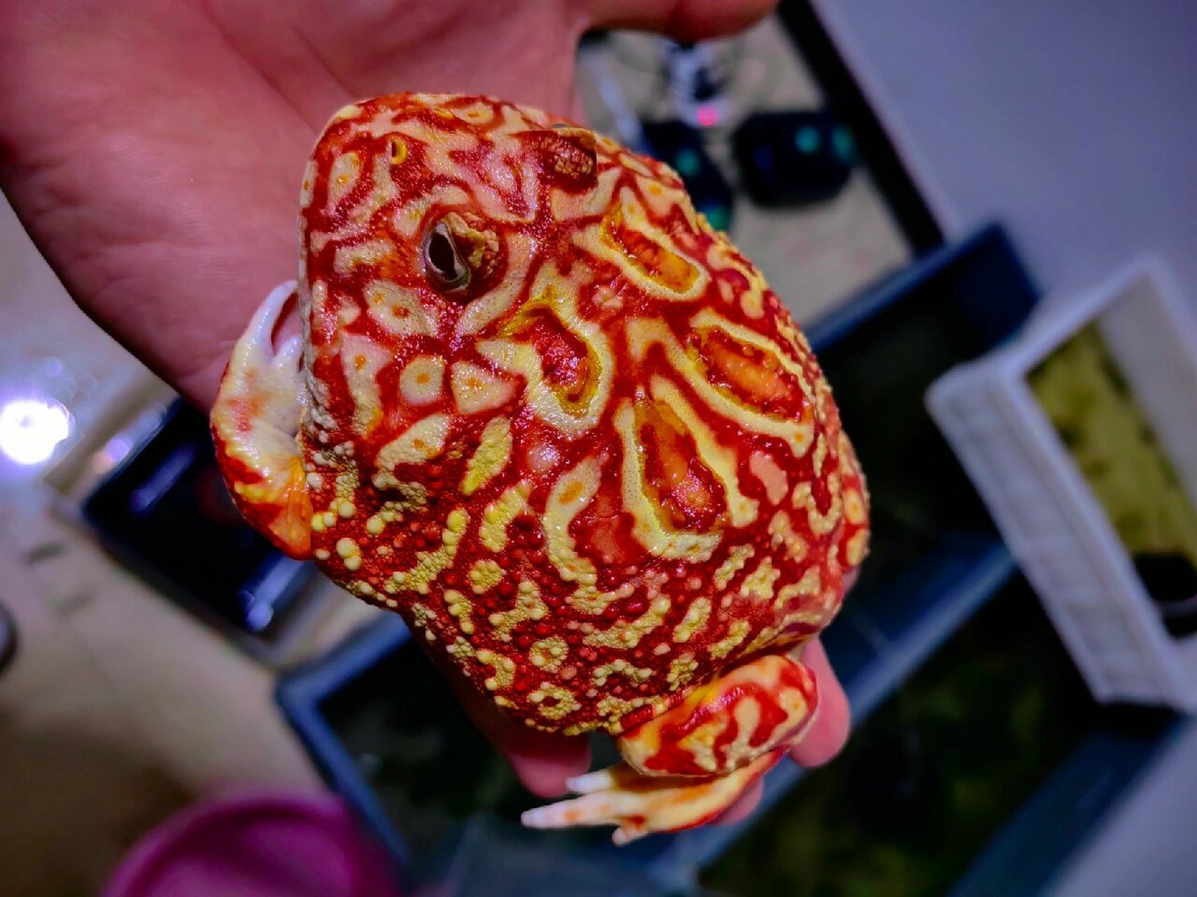 南美角蛙篇—火龙角蛙 今年自繁火龙角蛙选育自留比较好的的几只,这批