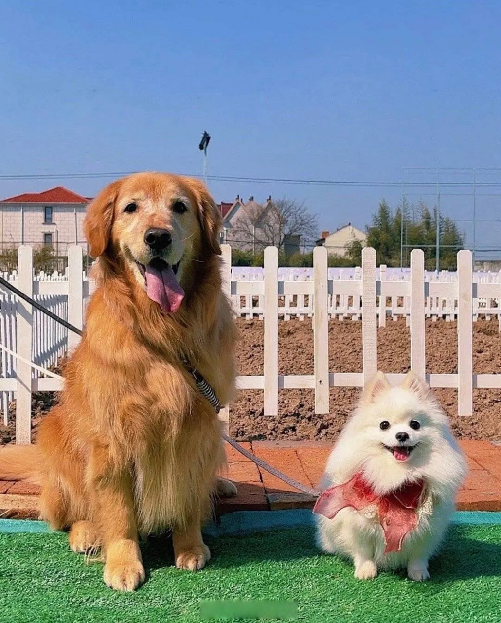 周也和刘宇宁坐在一起,好像博美和金毛.