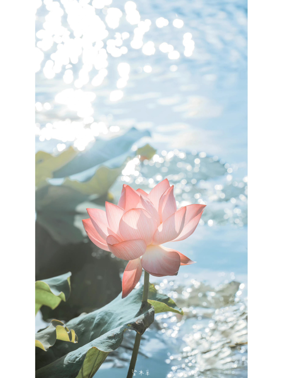 佛系背景图03   阿弥陀佛 善哉善哉